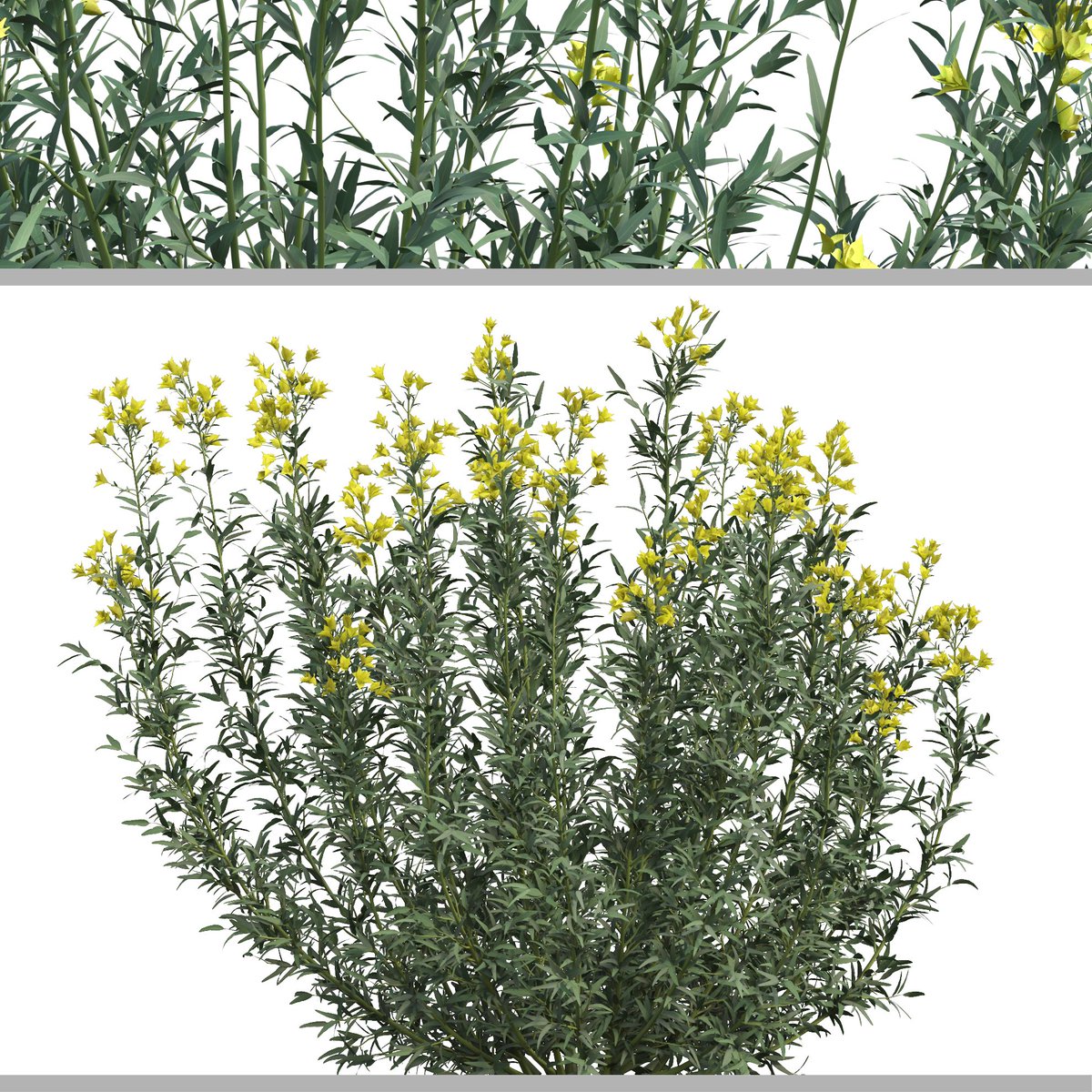 moonikoffice's tweet photo. Set of Euphorbia palustris Plant (Marsh spurge) (5 Plants) ( 3Ds MAX - Blender - Cinema4D - FBX - OBJ )
Euphorbia palustris has bright green leaves, from which masses of bright green flowers appear in summer. 
Polygons (Total number of scene): 1,765,833
https://t.co/M3vUT7SG3j https://t.co/Dtk8j3SVNN