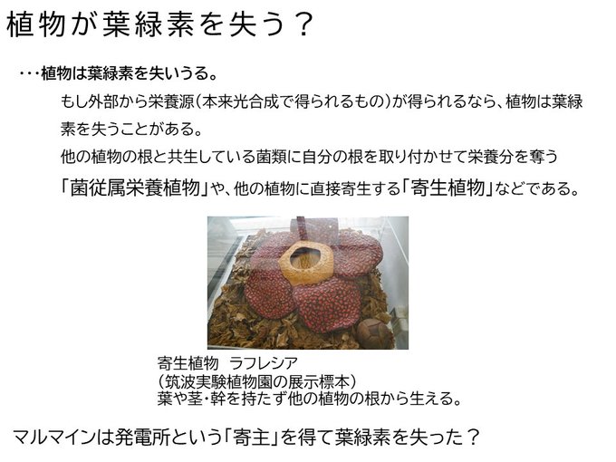 夜綱さん がハッシュタグ ポケモン をつけたツイート一覧 1 Whotwi グラフィカルtwitter分析