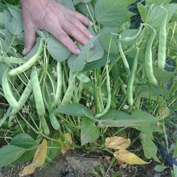 HidayetTufan1's tweet photo. 📌BAGTEPE KÖYÜNDEN,
🔷İmdat EKİZ Abimize fasulye tohumları hayırlı olsun...✍️
#BursaTohum Balkız Fasulyemizin özelliği;
🔹Oturak, 
🔹Erkenci, 
🔹Kılçıksız, 
🔹Çok lezzetlidir
🔹Pazara uygun, 
🔹Bol verimli bir çeşidimizdir.
Tarımda Başarının Anahtarı #HTAGRO... https://t.co/nhpBn1pv9X