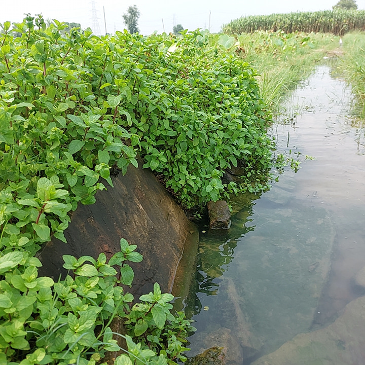 hsaini1133's tweet photo. Mint near Tuble in field https://t.co/qw4u9BaQxM