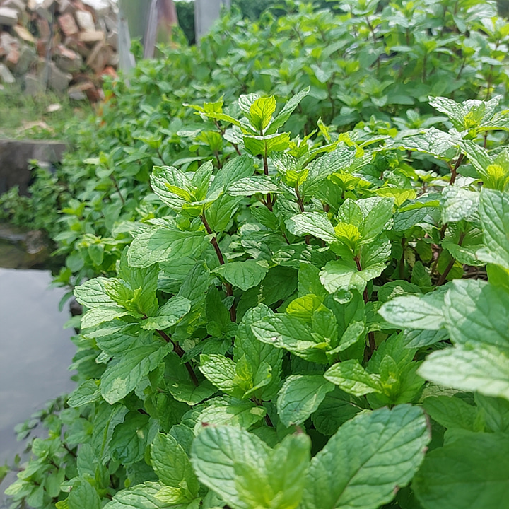 hsaini1133's tweet photo. Mint near Tuble in field https://t.co/qw4u9BaQxM