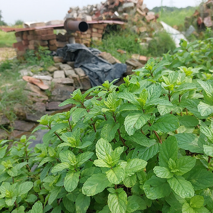 hsaini1133's tweet photo. Mint near Tuble in field https://t.co/qw4u9BaQxM