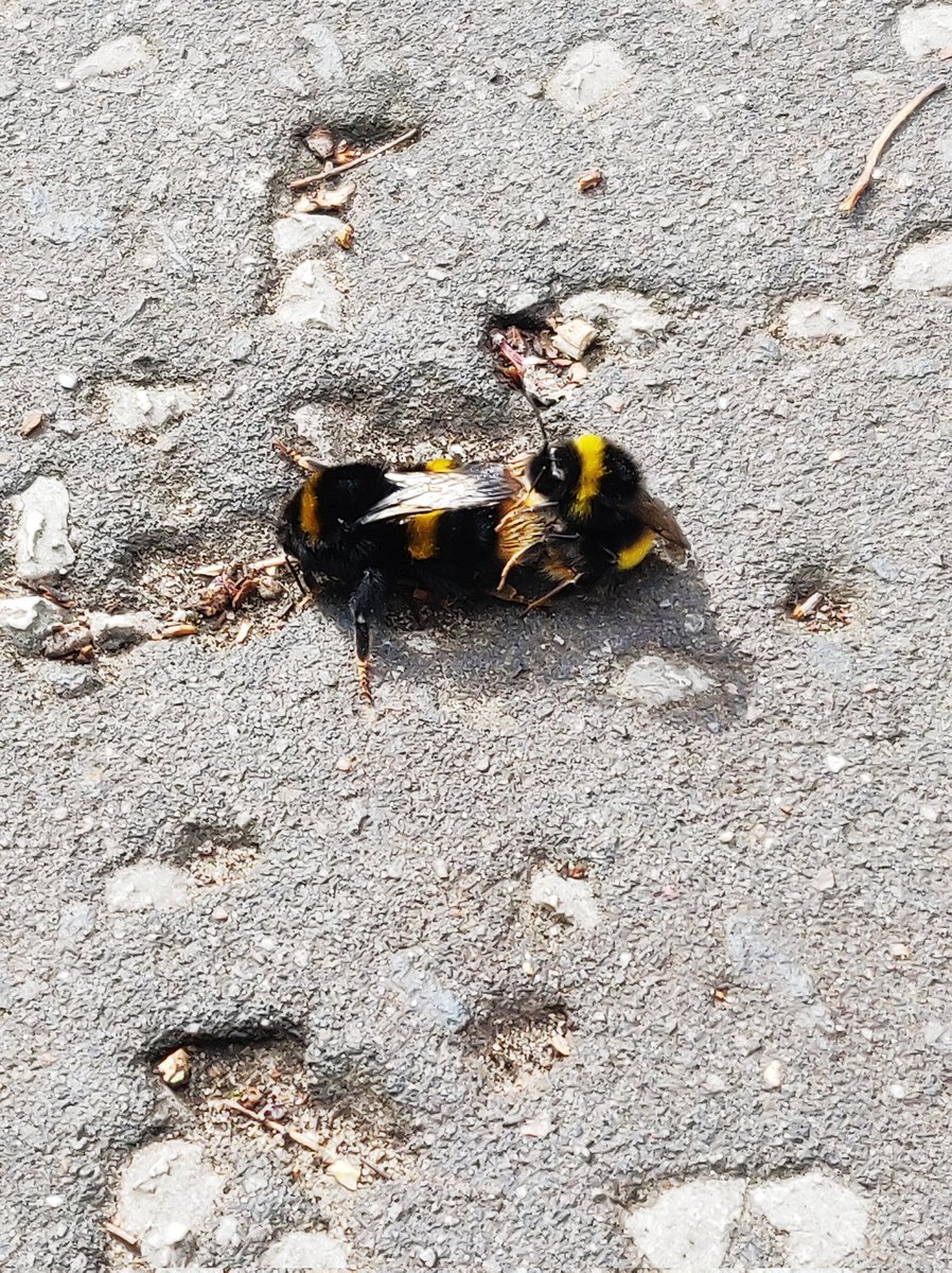 Well I never.... A bee 3some. 🤣🥳 #nature