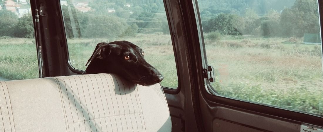 Vets_online's tweet photo. #Hitzschlag beim #Hund: Erkennen und Behandeln.

Ein Fachbeitrag von Nicola Rinn, #Tierärztin, Redaktion der vetproduction GmbH.

Jetzt auf dem #Tierärzte-Portal https://t.co/pintrYxxdh:

https://t.co/XvVuyjcVxU

#vetsonline https://t.co/X84xkbWgQi