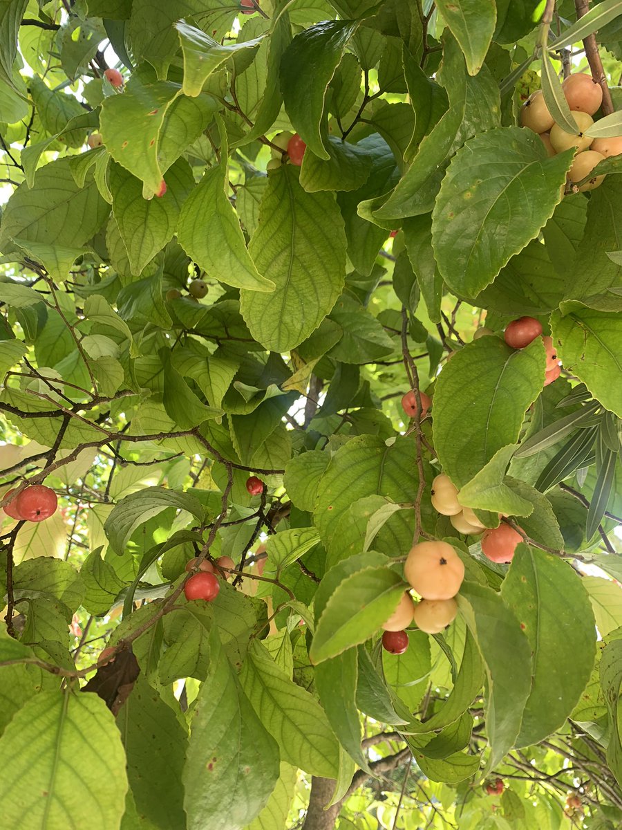 ZuvanDhaduveria's tweet photo. Flacourtia inermis. https://t.co/R48JLJJlmZ