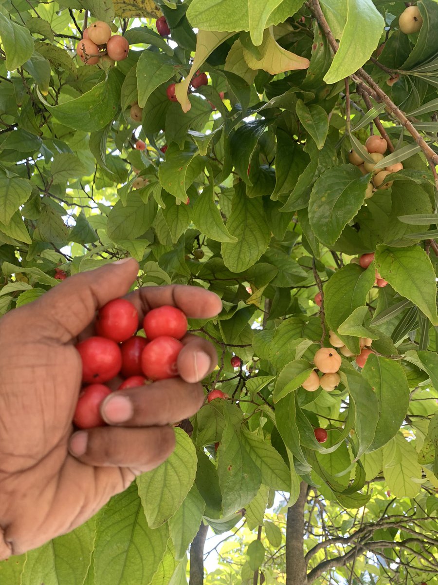 ZuvanDhaduveria's tweet photo. Flacourtia inermis. https://t.co/R48JLJJlmZ