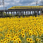 幸せが舞い込んできそう♡ドクターイエローと向日葵の奇跡のコラボ。