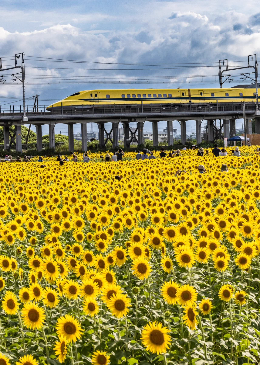幸せが舞い込んできそう♡ドクターイエローと向日葵の奇跡のコラボ。