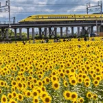 幸せが舞い込んできそう♡ドクターイエローと向日葵の奇跡のコラボ。