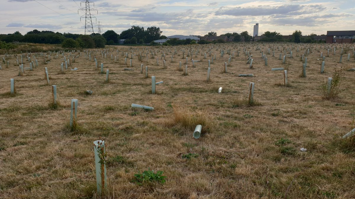 CharlieJGardner's tweet photo. Rather than pushing for decarbonisation, my council @WestNorfolkBC planted 6000 trees - in May🤦

This week I checked 150 of them - 90% were dead. Of those, 15% weren't even properly planted in the ground.

What a shocking waste of effort and money! https://t.co/Joc0j9PhZo