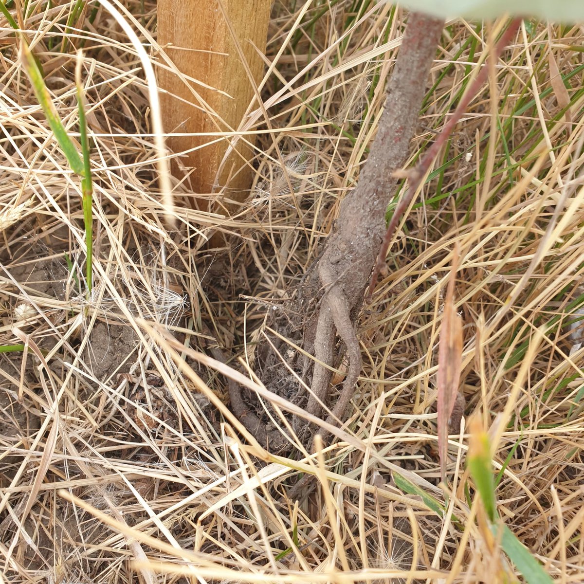 CharlieJGardner's tweet photo. Rather than pushing for decarbonisation, my council @WestNorfolkBC planted 6000 trees - in May🤦

This week I checked 150 of them - 90% were dead. Of those, 15% weren't even properly planted in the ground.

What a shocking waste of effort and money! https://t.co/Joc0j9PhZo