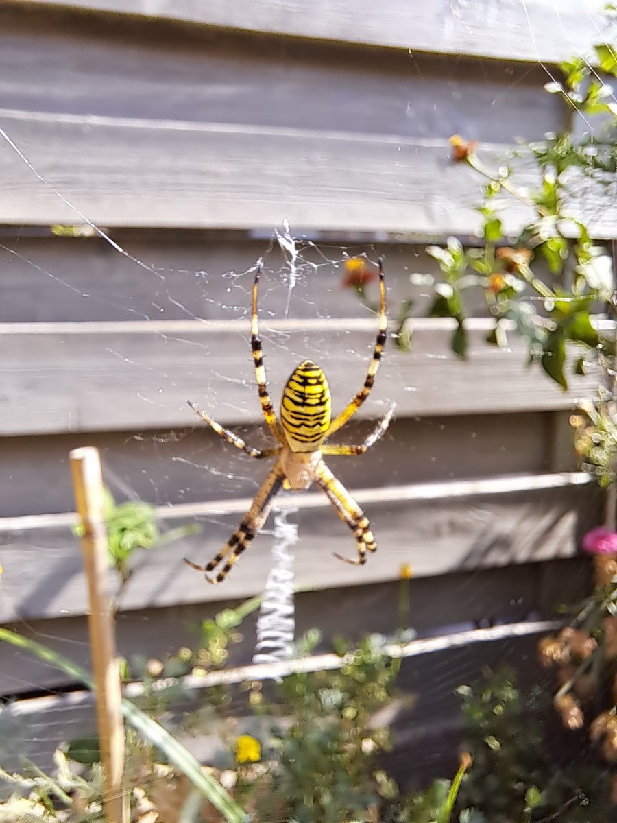 ErwinTuypens's tweet photo. Iemand een idee welke #spin dit is?
@natuurenbos @MijnNatuurpunt https://t.co/dv9mICrexH
