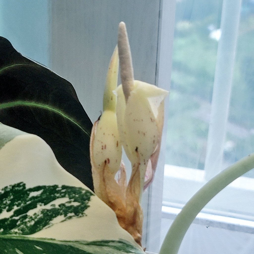 아니ㅋㅋ우리집 블랙벨벳 몇달째 꽃만 지고피고 하는중..저번에 신엽 하나 겨우생겼는데 내가 실수로 분질러먹고ㅠ 봉오리 올라오길래 잎인줄알았는데 또 꽃이다. 꽃이 잘피는 조건이 따로 있는걸까?
온실속 초록이들이 꽃 진짜 자주 피는듯.