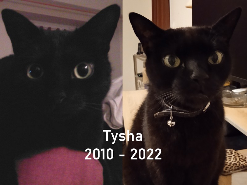 🦋 OpalineKat 🦋 -- 🐈🐈‍ 🐾 tweet media