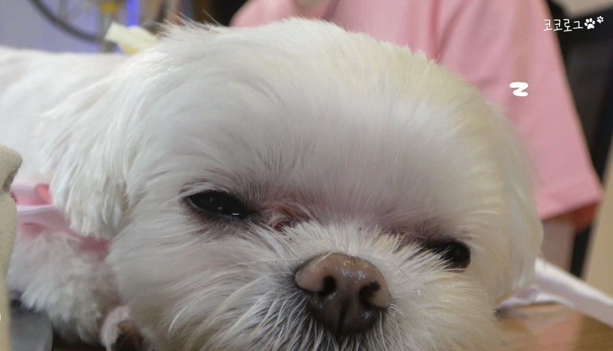 BowBear199x's tweet photo. เจ้าหญิงของด้อมคือไม่ไหวแล้วค่ะ55555 โคโค่เซ่ด ตานุจาปิดแน้วววว😴😪😂
ไปดูVlogของโคโค่กันนะคะ น่ารักมาก ใจน้วยไม่ไหว เอ็นดูมั่กกก😆🥰
🐶 https://t.co/eM0J0tudPO
@GOTYJ_Ars_Vita #CoCoVlog #최코코 #YOUNGJAE #영재 https://t.co/dS80fhLlzE
