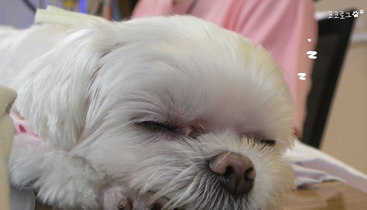 BowBear199x's tweet photo. เจ้าหญิงของด้อมคือไม่ไหวแล้วค่ะ55555 โคโค่เซ่ด ตานุจาปิดแน้วววว😴😪😂
ไปดูVlogของโคโค่กันนะคะ น่ารักมาก ใจน้วยไม่ไหว เอ็นดูมั่กกก😆🥰
🐶 https://t.co/eM0J0tudPO
@GOTYJ_Ars_Vita #CoCoVlog #최코코 #YOUNGJAE #영재 https://t.co/dS80fhLlzE