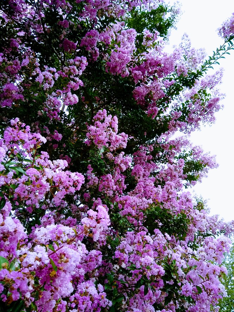 tkstokyojapan's tweet photo. サルスベリの花が満開です。
#サルスベリ　#百日��　#花 https://t.co/WnEIKGhYiZ