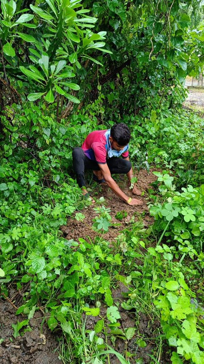 sssso_mah_goa's tweet photo. 🕉Sri Sai Ram
With grace of #SriSathyaSai, tree plantation seva carried by Youth Wing of Palghar District on 24th Jul 22 of 211 tree Saplings
@sssso_india
@saiyoungmessengers
#SSSSOIndia #SSSSOMMR #trees #plantation #sapling #boisar #khardi #virar #miraroad #saphala #palghar https://t.co/aZK2D5LR6L