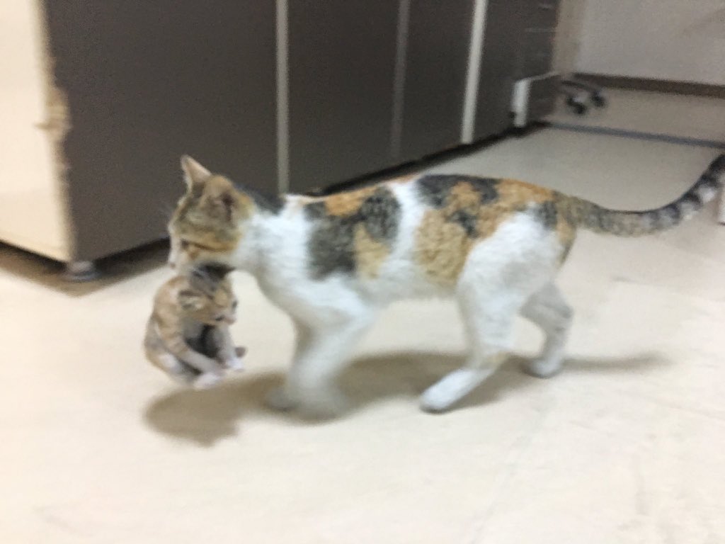 ortamdasatarsn's tweet photo. İstanbul’da bir kedi ağzında taşıdığı  hasta yavrusu ile hastanenin acil servisine girdi. 
Acilde görevliler, kedinin yavrusuna müdahale ettiler. https://t.co/tQpDEAMIxL