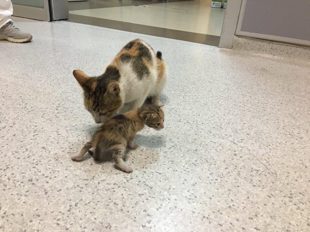 ortamdasatarsn's tweet photo. İstanbul’da bir kedi ağzında taşıdığı  hasta yavrusu ile hastanenin acil servisine girdi. 
Acilde görevliler, kedinin yavrusuna müdahale ettiler. https://t.co/tQpDEAMIxL