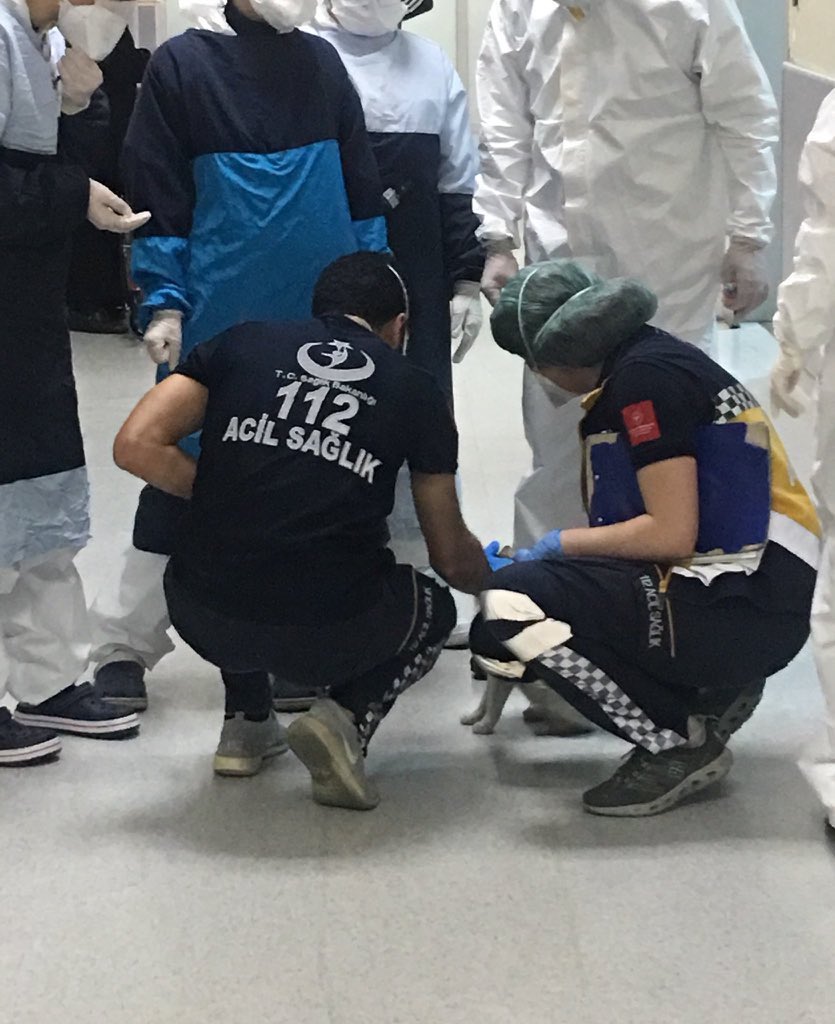 ortamdasatarsn's tweet photo. İstanbul’da bir kedi ağzında taşıdığı  hasta yavrusu ile hastanenin acil servisine girdi. 
Acilde görevliler, kedinin yavrusuna müdahale ettiler. https://t.co/tQpDEAMIxL