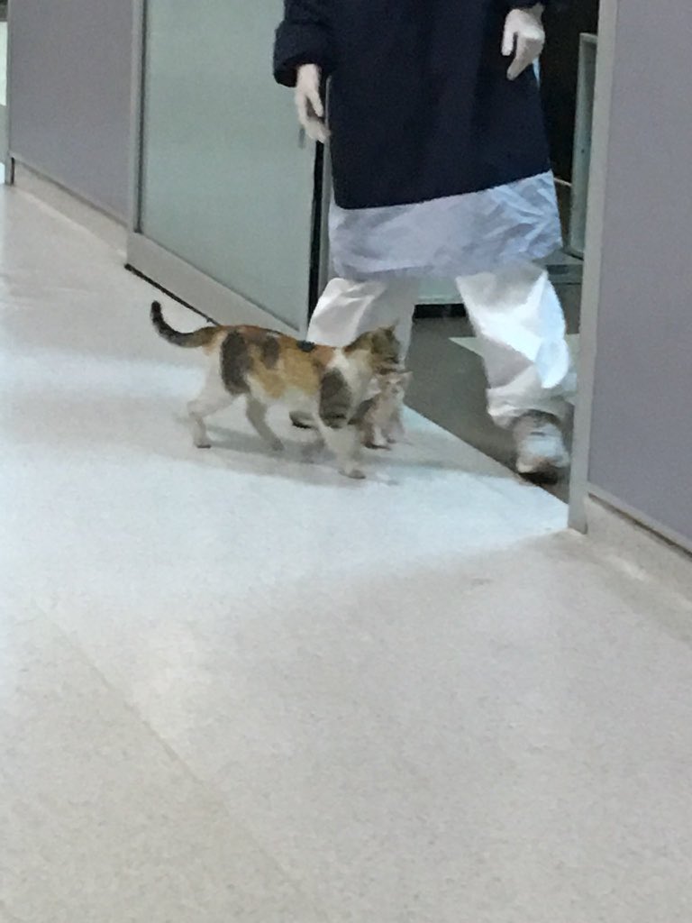 ortamdasatarsn's tweet photo. İstanbul’da bir kedi ağzında taşıdığı  hasta yavrusu ile hastanenin acil servisine girdi. 
Acilde görevliler, kedinin yavrusuna müdahale ettiler. https://t.co/tQpDEAMIxL