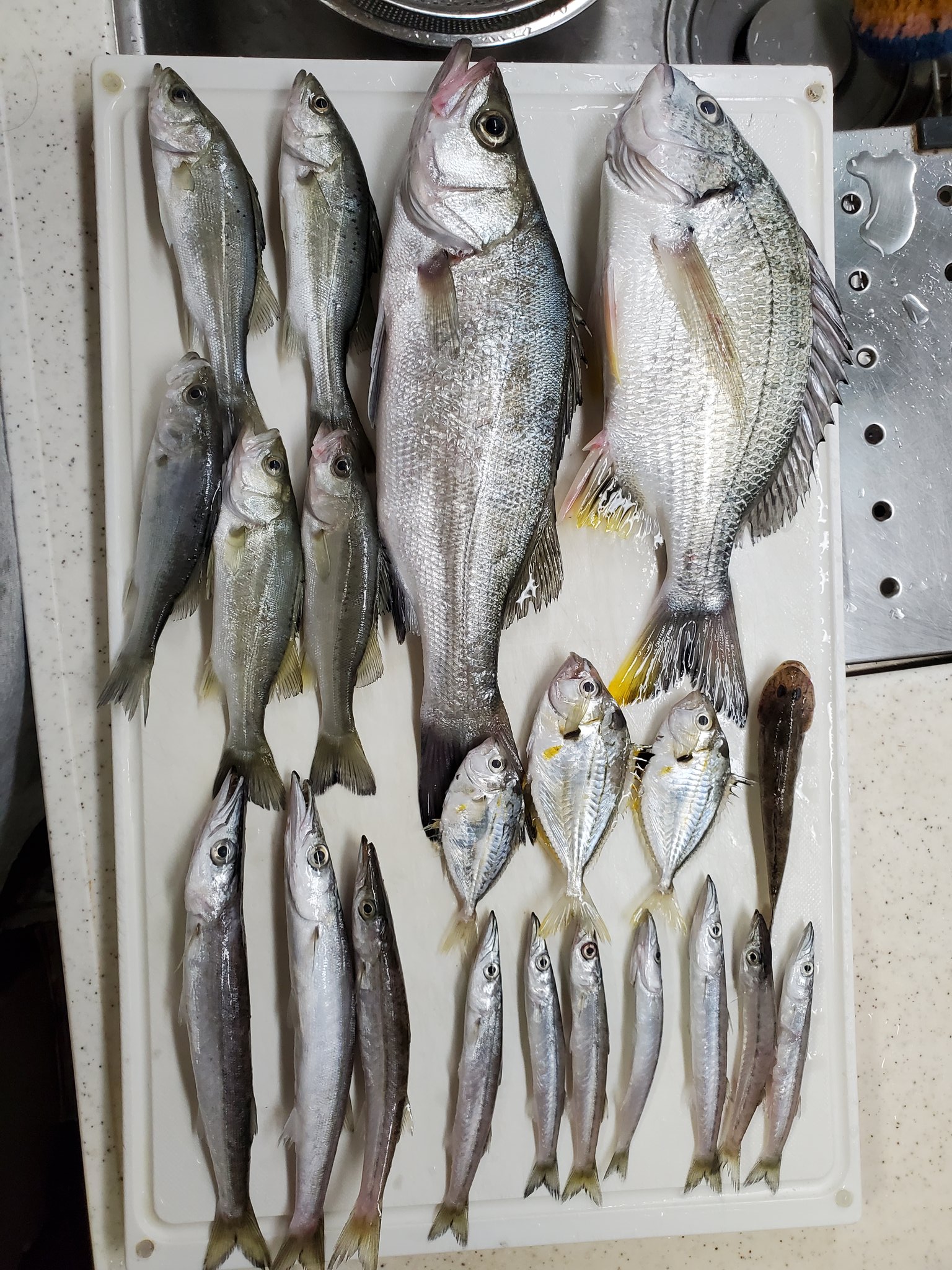 Shintarutani その他は天ぷらに 疲れたので今日は お休みにします 晩御飯までおやすみなさい 釣り 静岡県 Twitter