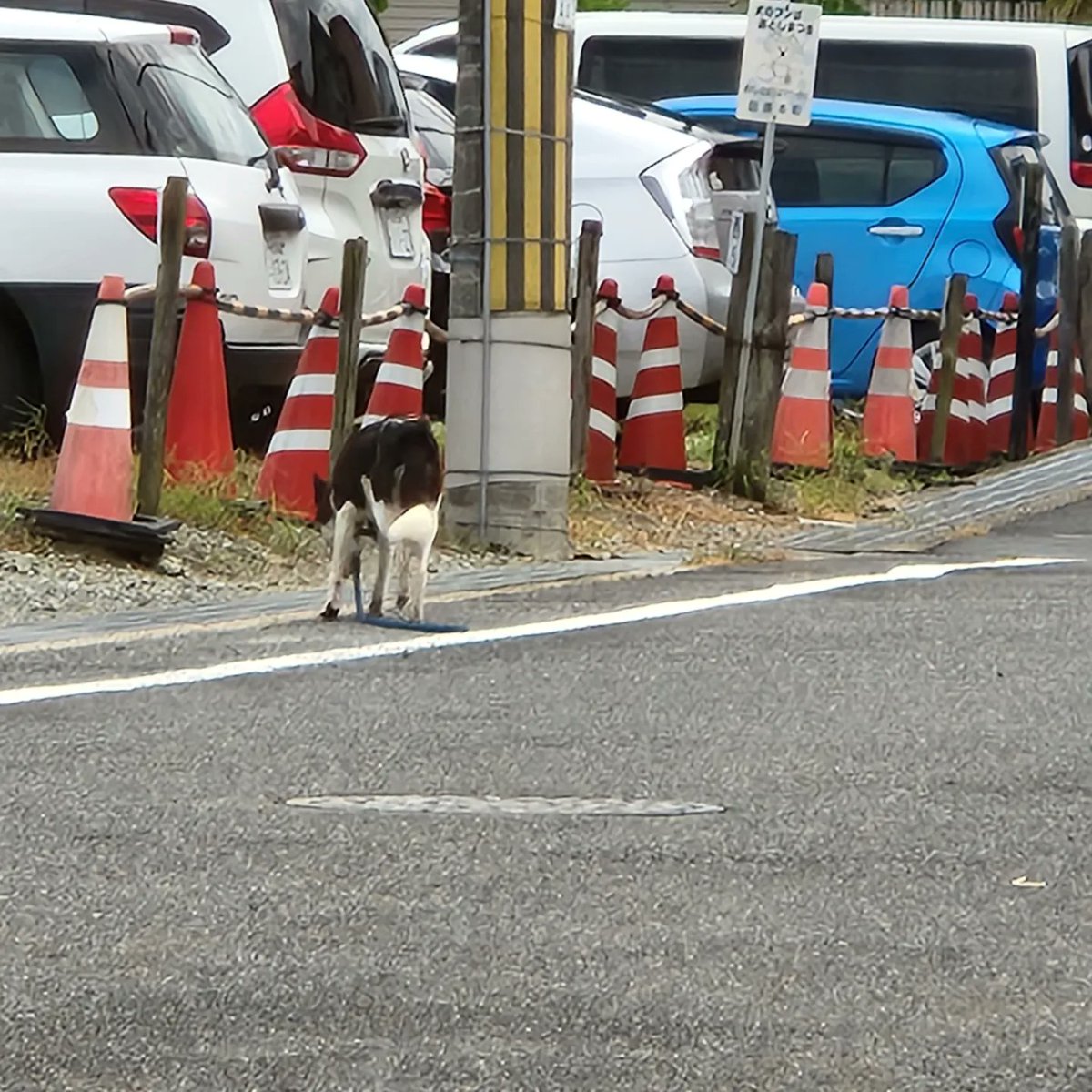 chie_sksc's tweet photo. 本日12時半頃、
田原本町味間のヨシケイの側で
青い縄リードを引きずった白黒の中型犬を見かけました。
届けは出てないそうです。
歩行者とすれ違うときにも走って逃げる子で距離を詰められず、地図の印の辺りで離れました。

#迷い犬  #あかさか犬と猫の病院 #田原本 #橿原 #ひごペット #エバグリーン https://t.co/vy2a4j11Ln