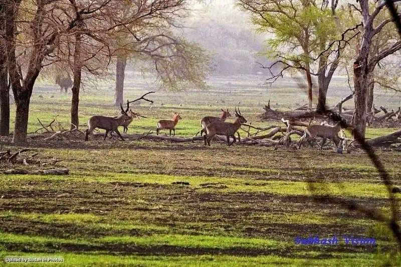 sahnon_m's tweet photo. #محمية_الدندر_القومية🐅🦒
تقع في السودان بها تنوع احيائي كبير واكثر من260نوعا من الطيور و اكثر من 40نوعا من الثديات الكبيرة والحيوانات البرئيةوتوجد أنواع مختلفة من الزواحف والأسماك والبرمائيات تعد من اهم المحميات في العالم
#Green_Environment https://t.co/weGwDvhINE