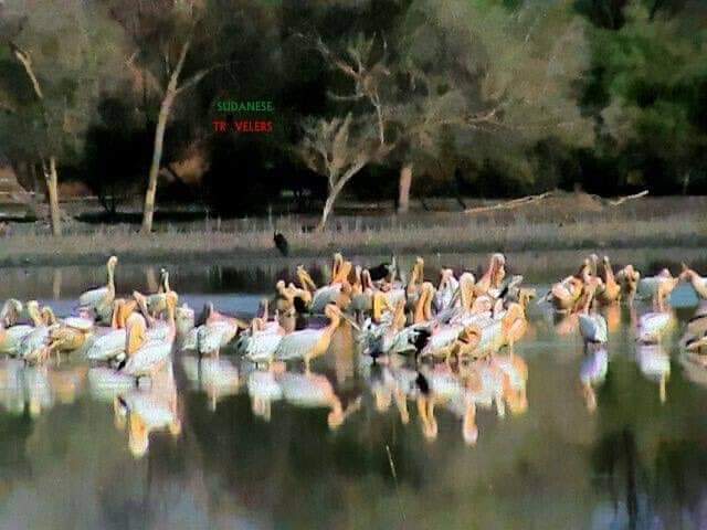 sahnon_m's tweet photo. #محمية_الدندر_القومية🐅🦒
تقع في السودان بها تنوع احيائي كبير واكثر من260نوعا من الطيور و اكثر من 40نوعا من الثديات الكبيرة والحيوانات البرئيةوتوجد أنواع مختلفة من الزواحف والأسماك والبرمائيات تعد من اهم المحميات في العالم
#Green_Environment https://t.co/weGwDvhINE