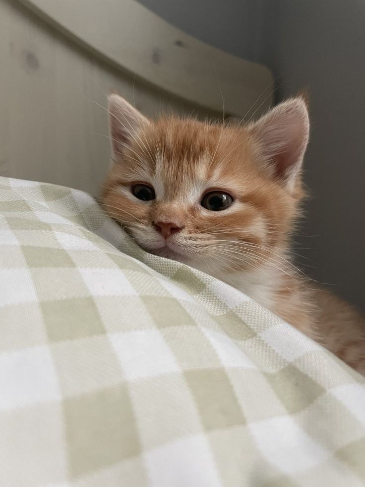 hello, meet my baby.