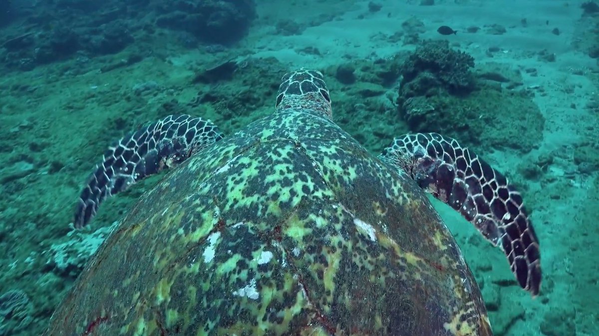 MPAsSA1's tweet photo. 🐧Watch this beautiful video of South Africa’s spectacular #MPAs. The film was created by Homebrew Films, producers of the “Shoreline” and “The Wild Ones” series. 🦭
https://t.co/DfVRZSWr4t
#MPADay https://t.co/VOCSvKrbdE