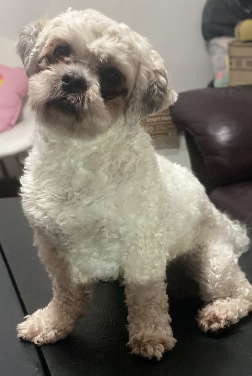 Encontra la diferencia entre mi perrito y una foca bebe 👀