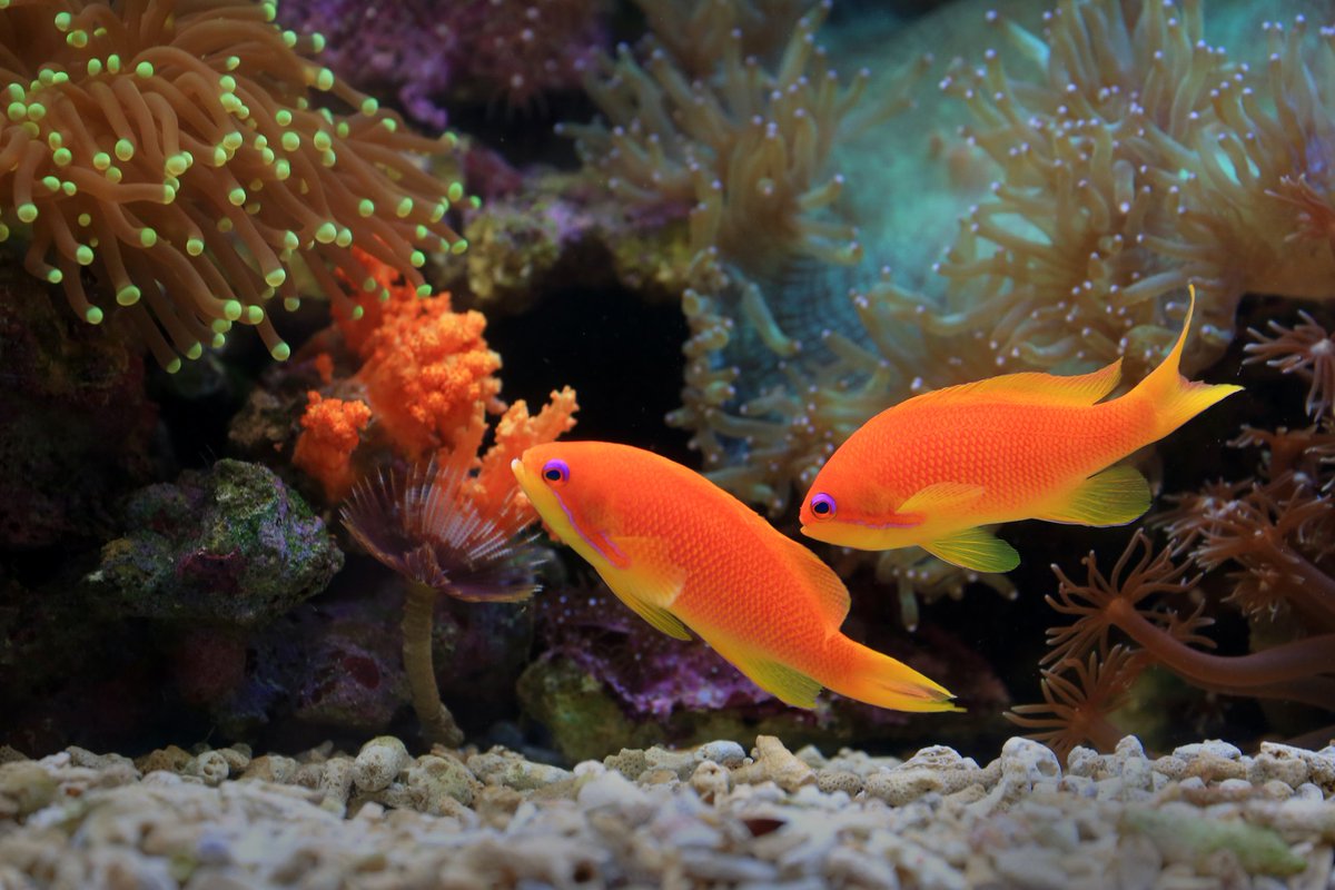 Do you like Ornamental fish? But you don't have any idea.
Okkkk. No problem. Animalia BD is here for you. Learn about gold fish and it's price. animaliabd.com/gold-fish-pric…

#goldfish #goldfishprice #gold #petfish #ornamentalfish #Aquarius #AQUA #aquarium #oranda #ranchu