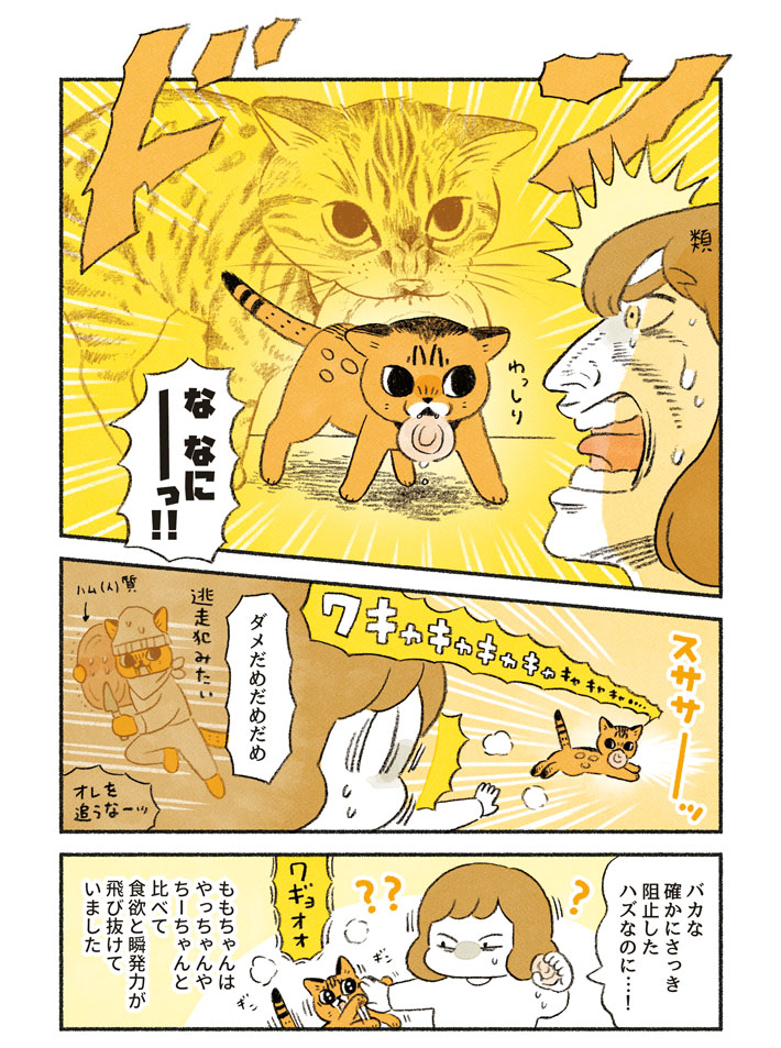 「こんなにおとなしい顔をしてるけど…」 愛猫のハングリー精神に飼い主も驚き! https://t.co/P1aym1N3Vt @grapeejpより 