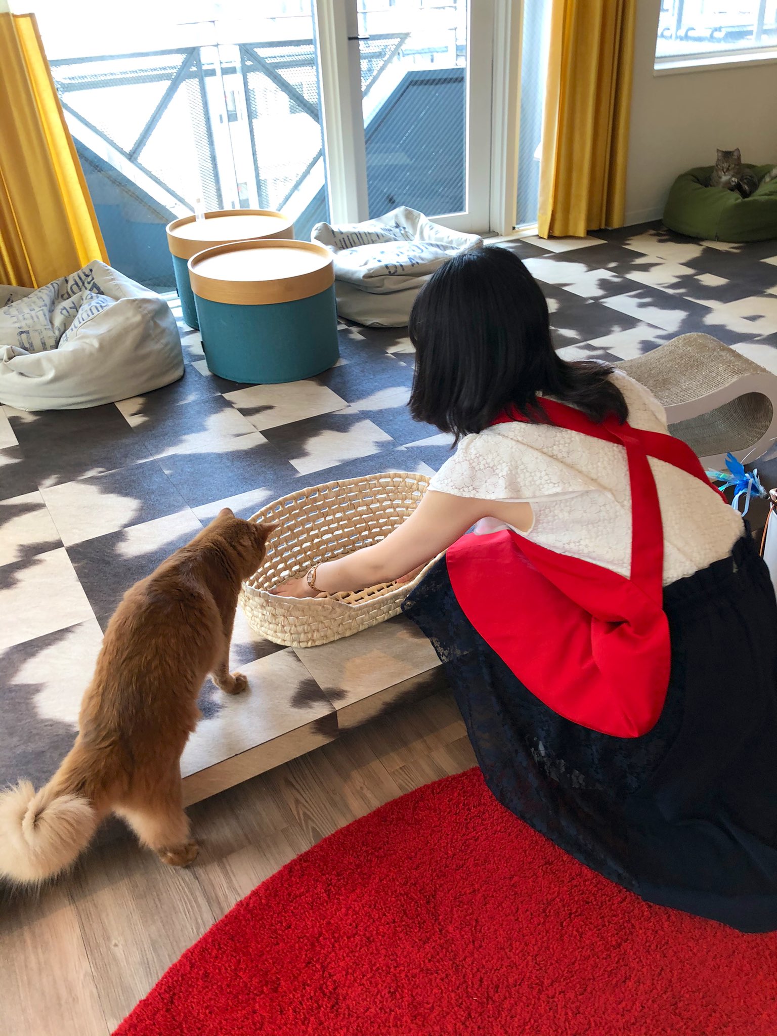 ネコカフェｍｏｎｔａ 今日で最後のスタッフがネコ達にプレゼントをしてくれました とっても嬉しいです ネコ達もご覧の通り 最初から最後まで ケンちゃん譲りません 猫 猫カフェ ネコカフェmonta 浅草 猫部 猫好き T Co Frgcitljcm