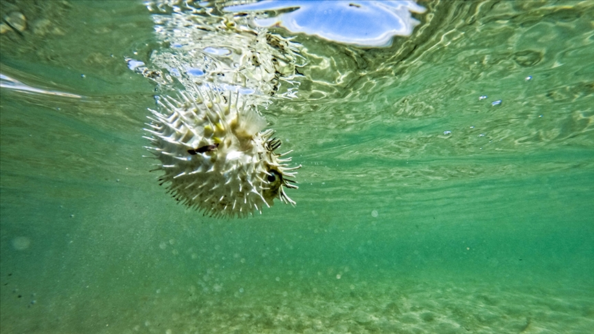 Balon balığı avlayanlara ödenecek destekleme tutarları artırıldı v.aa.com.tr/2653865