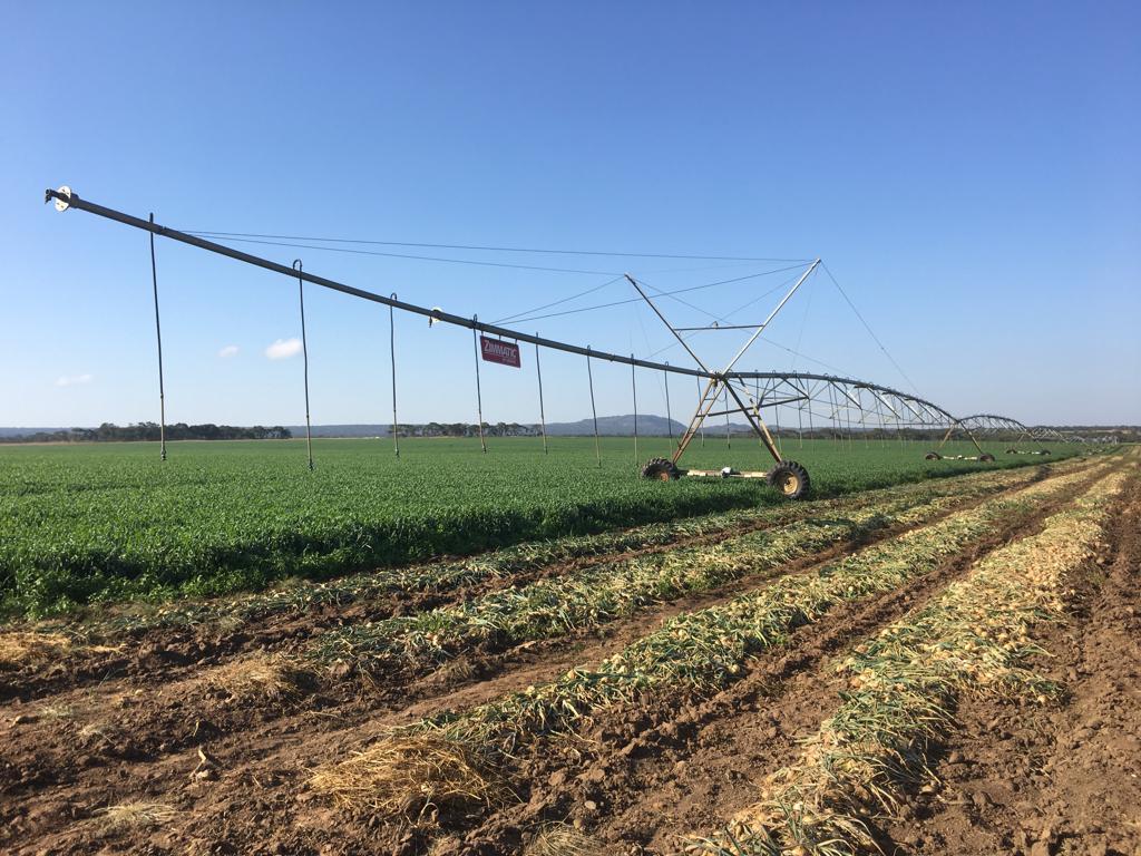 ZimmaticAfrica's tweet photo. This pivot in Zambia is irrigating a field of onions and wheat. Thanks to Zimmatic’s smart water application, the pivot is able to ensure that both crops are irrigated with just the right amount of water for optimal yields. 

One of our dealers in the area is FES.

#Zimmatic https://t.co/1oPPplYf1k