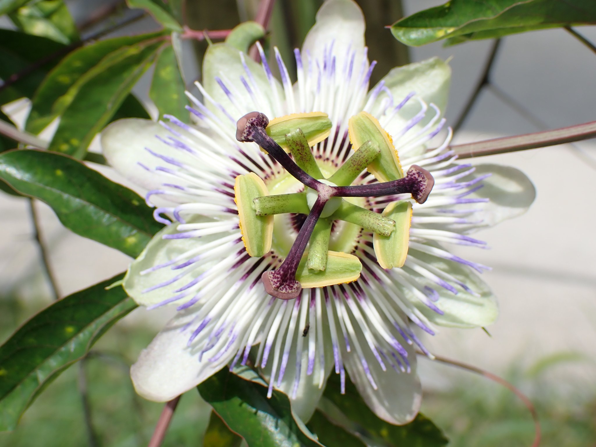 森山樹林日月 トケイソウ 花言葉 聖なる愛 宗教的熱情 恋の激しい苦しみ T Co Yuzx31skju Twitter