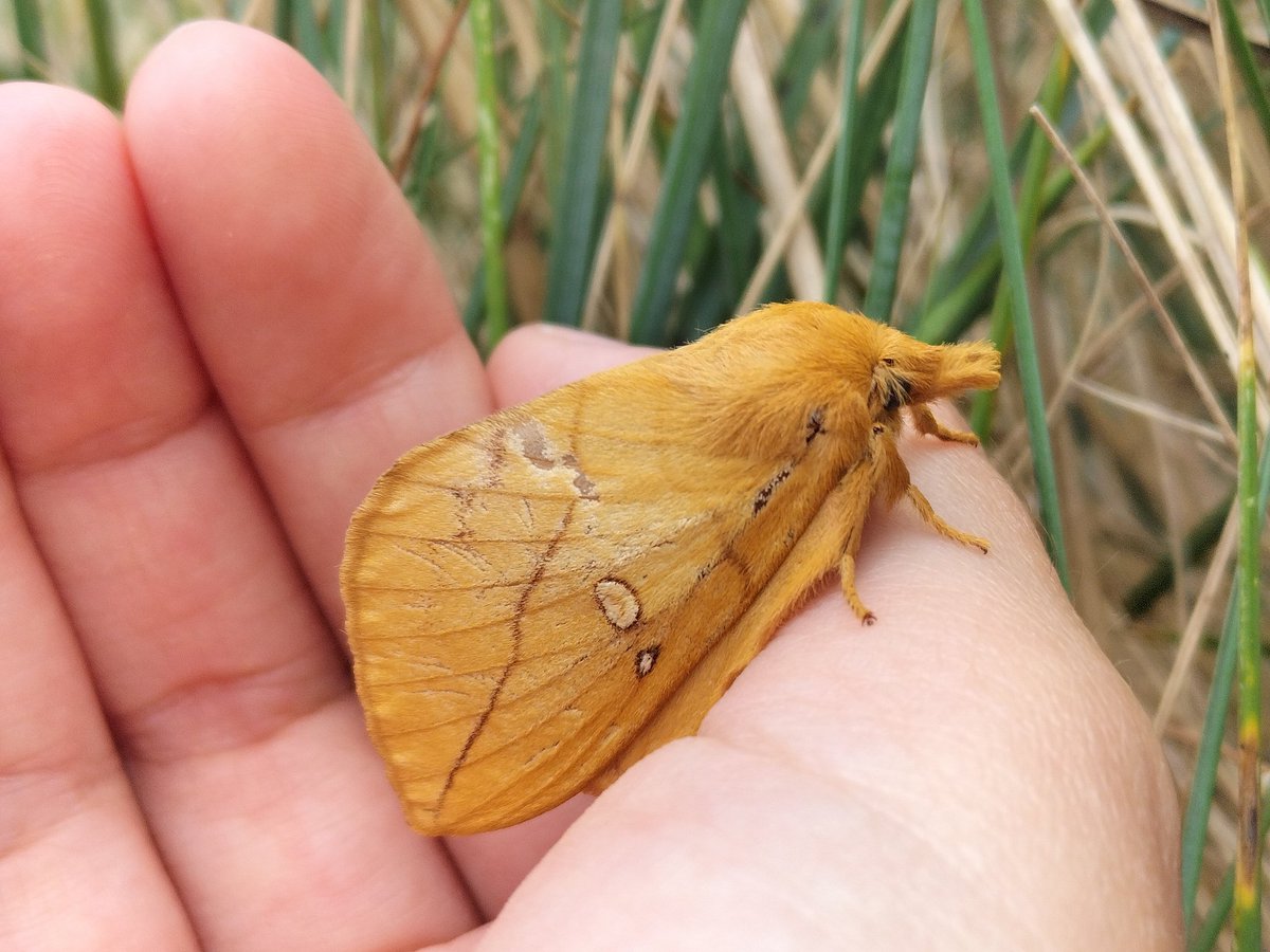 TeraAdventures's tweet photo. The bizarre looking, but stunning Drinker Moth (Euthrix potatoria). I luckily spotted this one that was in the middle of a footpath, before someone stepped on her. I've only ever seen one adult before, so was very pleased to stumble across this one. @NicoleKhan19 https://t.co/RGo8KVMJDY