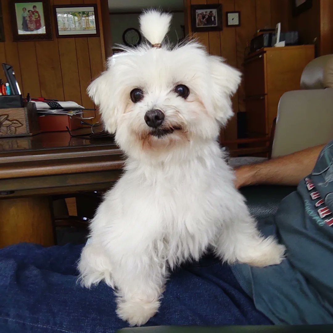 トップノット Twitter Search Twitter