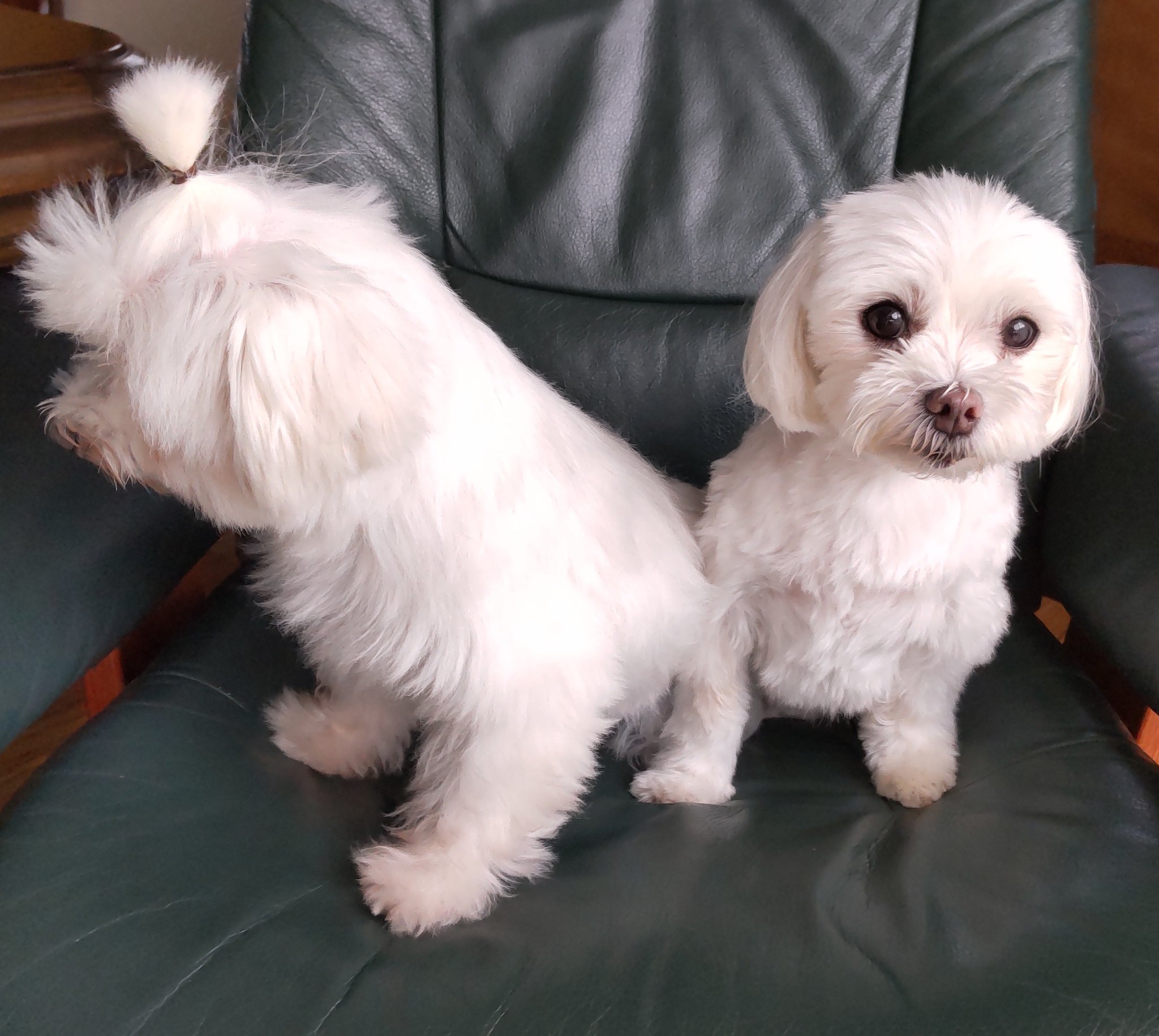 トップノット Twitter Search Twitter