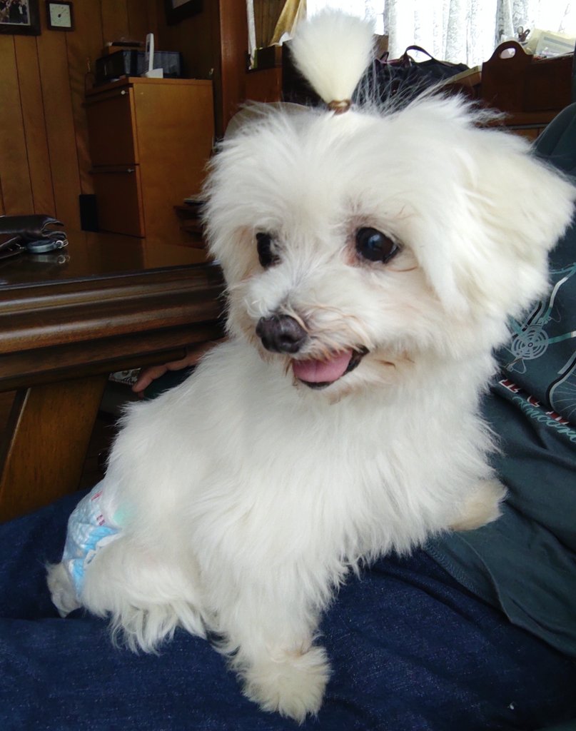 トップノット Twitter Search Twitter