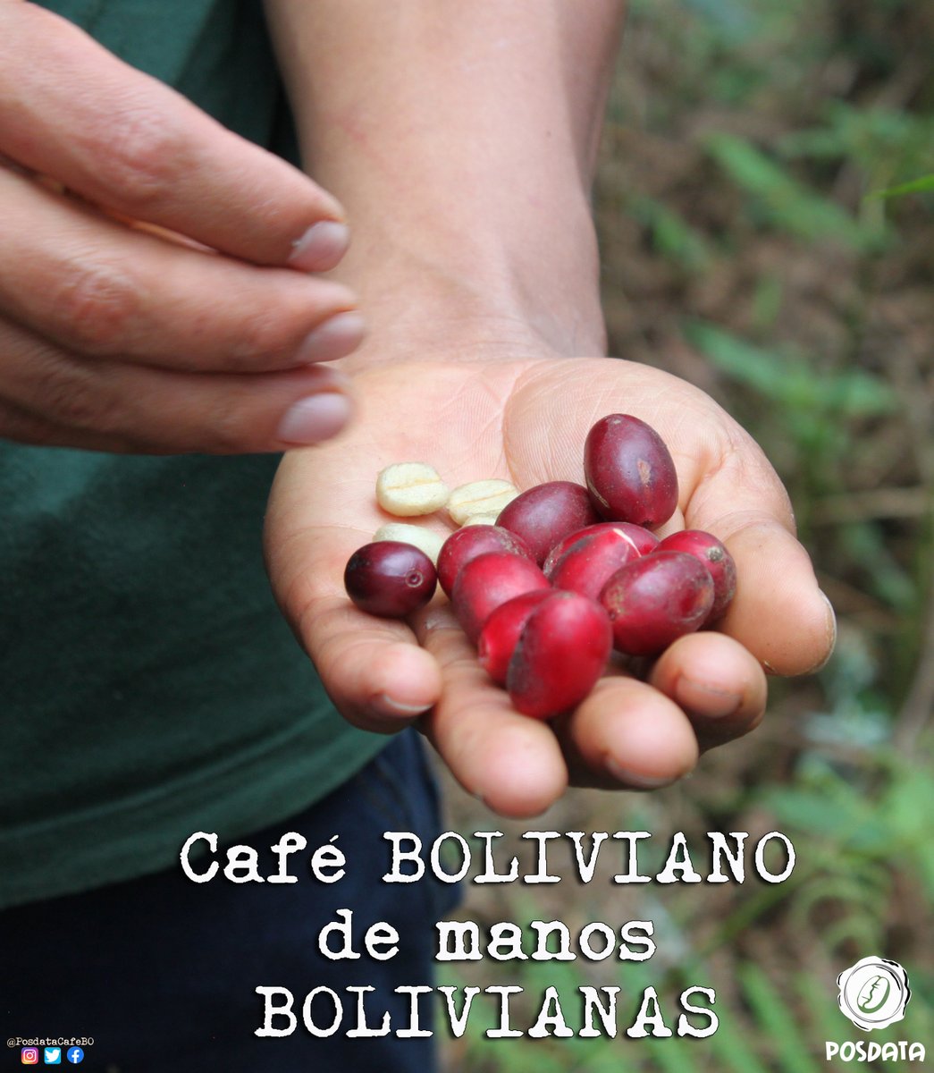 PosdataCafeBO's tweet photo. Nos enorgullece ser parte de esta tierra, de su gente y de su café ☕✨
Felicidades, Bolivia ❤️💛💚 te deseamos de parte de #CafePosdata 🤎
#SentimientoQuePermanece
#cafeboliviano
#6deAgosto https://t.co/I8SSIzHKQS