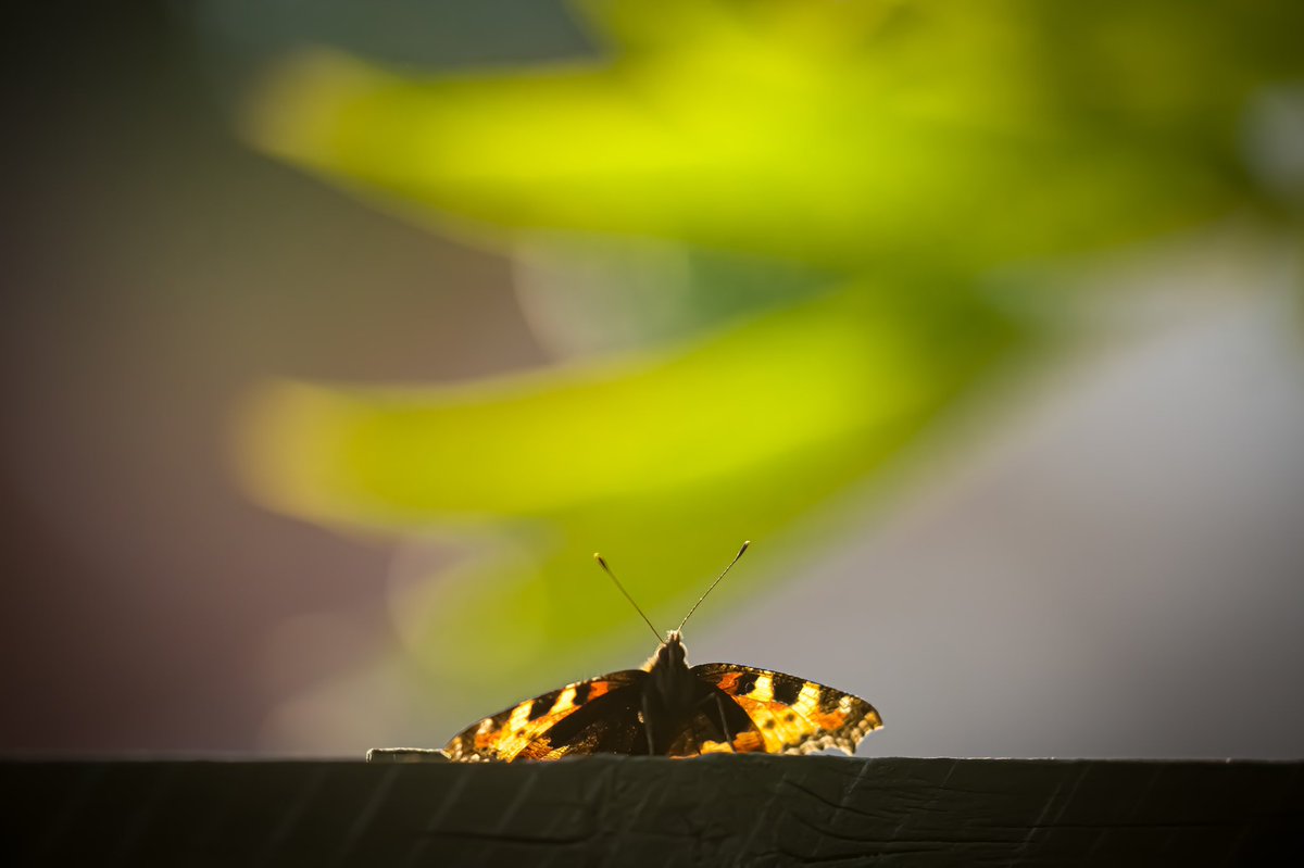 Another shot from my garden. It was slowly shaking its wings to warm them up. #ButterflyCount #wildlife #wildlifephotography #butterfly