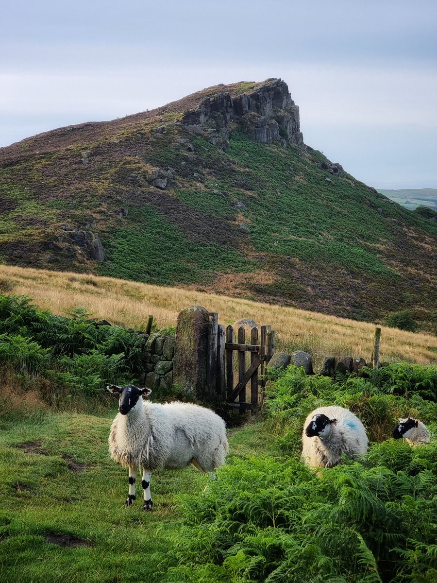GarethMate_'s tweet photo. Good morning from Hen Cloud, Staffordshire. 
Have a great weekend! 🙂👍🏻

#BBCCountryfileMagPOTD #getoutside #HenCloud #PeakDistrict #ThePhotoHour https://t.co/6rkYTvsX4u