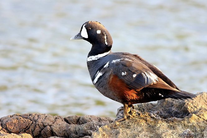 Not a bird you’d imagine in early August- this stunner of a Harlequin Duck was quite a find for SN colleague Dave Cooper (pic) yest & 1st day highlight for bespoke photo-tour client from New Zealand! James also scored Orca with our other photo-tour for guests from US day before