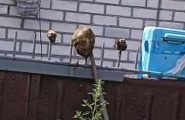 Will Russia be able to recover from this &amp; come back to the community of civilised nations?
For now, it brings the darkness of the middle ages to its neighbours &amp; peoples around the globe
#russianworld arrived to the occupied Popasna in Donbas
A head of a Ukrainian PoW on a stick
