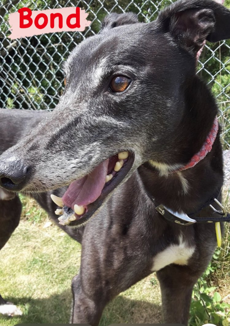 RetGreys_Cbury's tweet photo. Bond was one of the first dogs from the newly formed @RetGreys_Cbury to be adopted 
Sadly he finds himself back with us at the grand age of nearly 8 
If you'd like to know more speak to Brian or the kennel team on 07783 367032 info@retiredgreyhoundscanterbury.co.uk
#TeamZay https://t.co/IiktjBsIOe