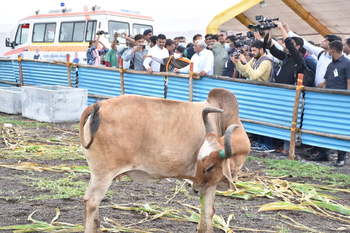 Bhupendrapbjp's tweet photo. જામનગર ખાતે લમ્પી સ્કીન રોગથી ગ્રસ્ત પશુધન માટે તૈયાર કરવામાં આવેલ સારવાર કેન્દ્ર, વેક્સીનેશન સેન્ટર, પશુ એમ્બ્યુલન્સ સહિતની વ્યવસ્થાઓનું નિરીક્ષણ કર્યું અને અધિકારીઓને જરૂરી સૂચનો કર્યા. પશુધનની કાળજી માટે સરકાર પૂરી સતર્કતા અને સજ્જતા સાથે કામ કરવા પ્રતિબદ્ધ છે. https://t.co/KGG1UZn4cW
